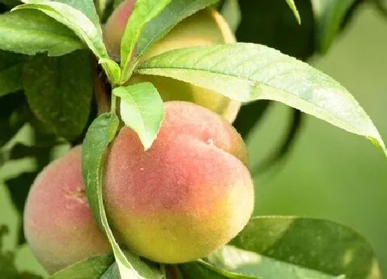 果实成熟|毛桃什么季节成熟 成熟季节是几月份