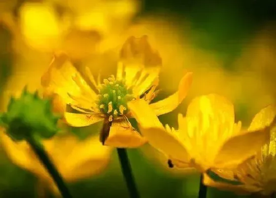 开花时间|迎春花什么季节开花 春夏秋冬都开花吗