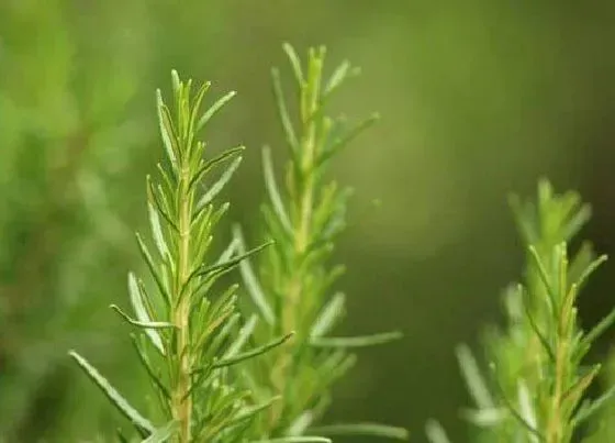 植物排行|迷迭香什么品种最好