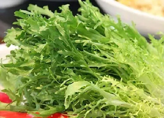 食用科普|苦菊可以生吃吗