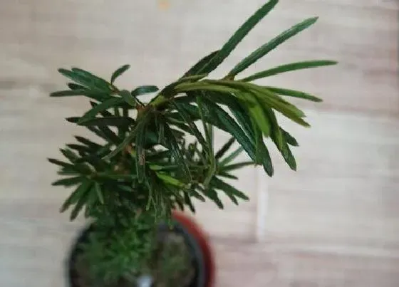 植物修剪|盆栽红豆杉怎么修剪方法