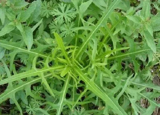 植物百科|和蒲公英很像的草