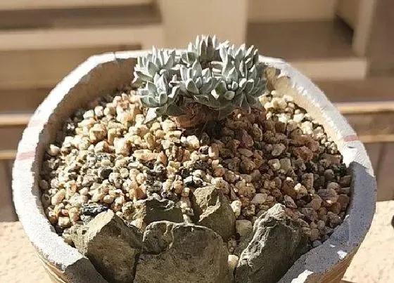 花语|多肉的花语及代表意义