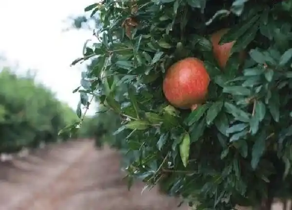 养殖方法|石榴怎么养才长得好