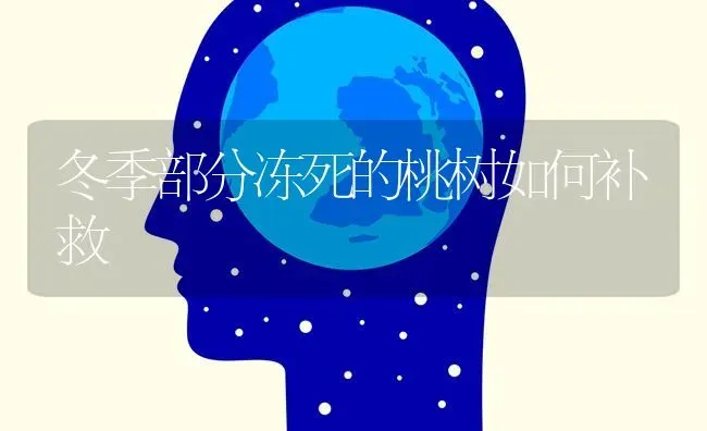 冬季部分冻死的桃树如何补救 | 瓜果种植