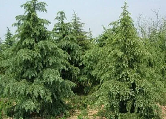 植物排行|松树什么品种最好