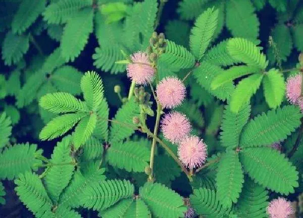 养殖科普|含羞草喜阴还是喜阳光的植物