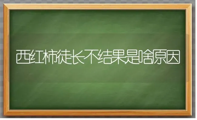 西红柿徒长不结果是啥原因 | 瓜果种植