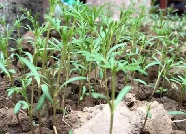 植物发芽|波斯菊种子多久发芽