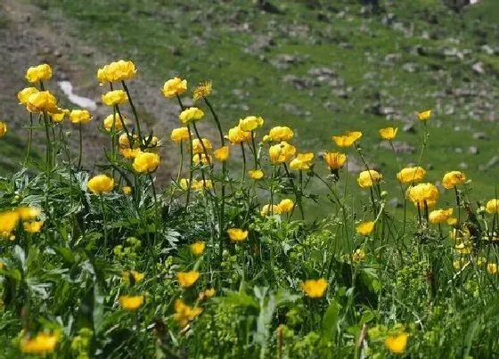 植物百科|冬季开花的室内花卉有哪些