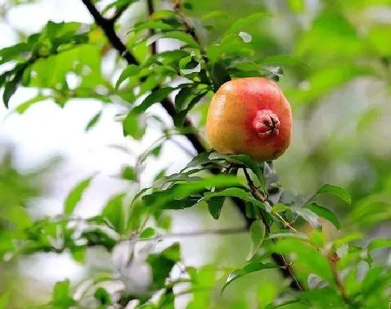 果实科普|石榴树几月开花结果 什么时候开花结果