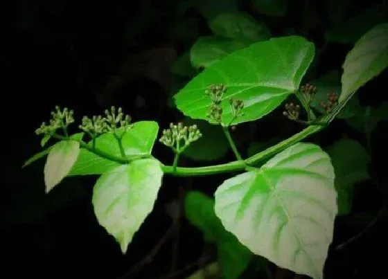 植物排行|葡萄科植物有哪些