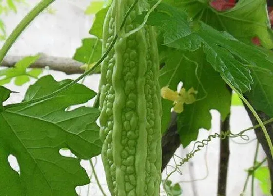 植物百科|苦瓜是什么季节的菜