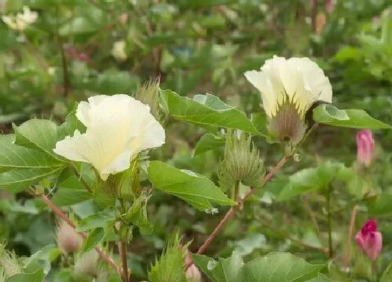 植物百科|棉花有几种颜色 棉花的花有什么颜色