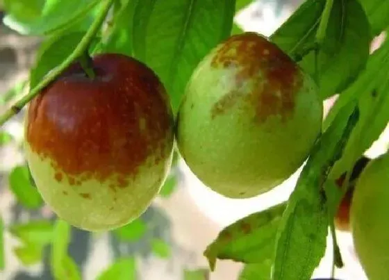 植物修剪|金枣树怎么修剪方法