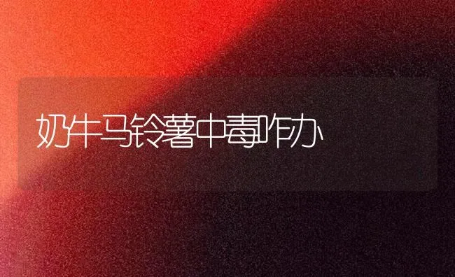 奶牛马铃薯中毒咋办 | 粮油作物种植