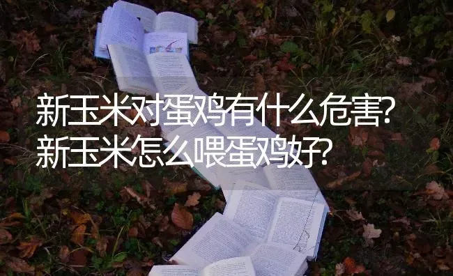 新玉米对蛋鸡有什么危害?新玉米怎么喂蛋鸡好? | 粮油作物种植