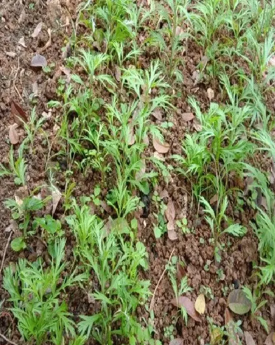 种植方法|芦蒿种植时间和方法 种植技术与管理方法