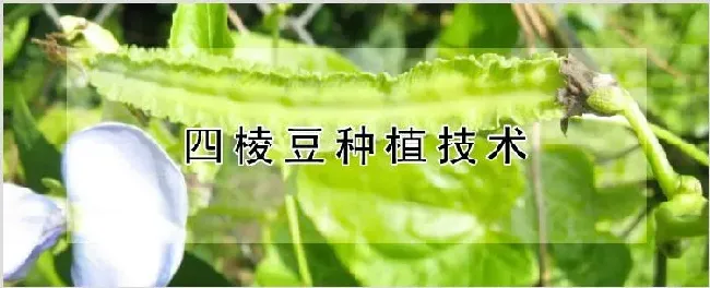 四棱豆种植技术 | 种植技术