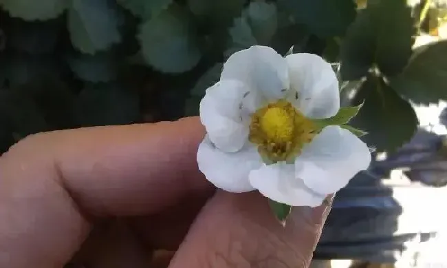 植物虫害|草莓蓟马虫害症状与防治方法（被蓟马危害叶子打农药处理）