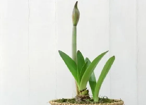 植物毒性|朱顶红叶子有毒吗