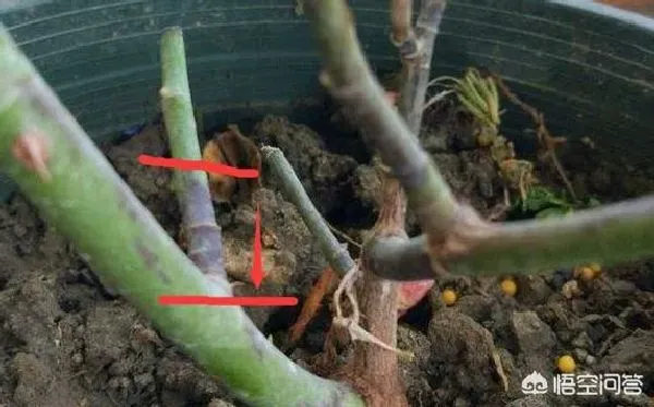 植物病害|月季修剪后黑杆要怎么拯救 （教你一招解决月季黑杆）