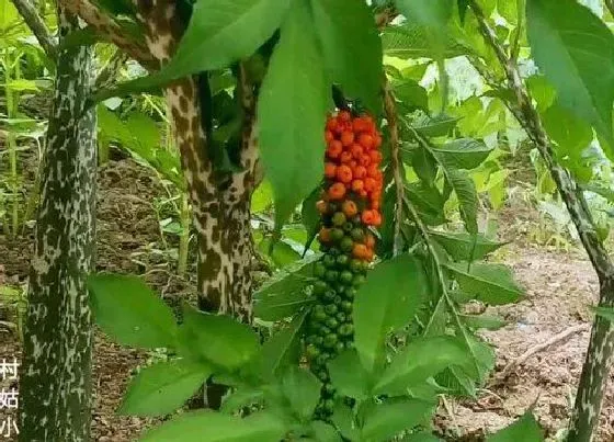 茎部|魔芋块茎繁殖与种植方法