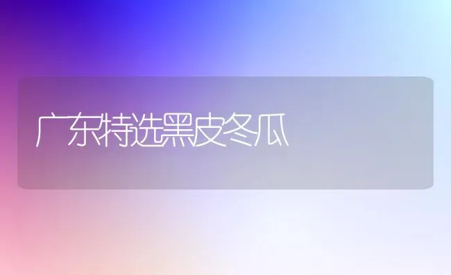 广东特选黑皮冬瓜 | 蔬菜种植