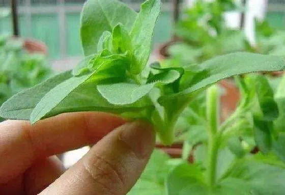 种植管理|格桑花摘心时间 摘心方法及步骤图解