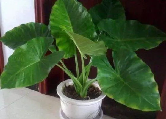 植物种类|大型阔叶盆栽有哪些 阔叶盆景植物品种