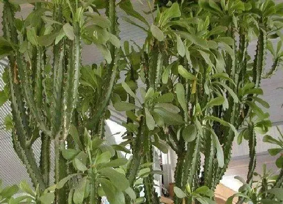 植物种类|大型阔叶盆栽有哪些 阔叶盆景植物品种