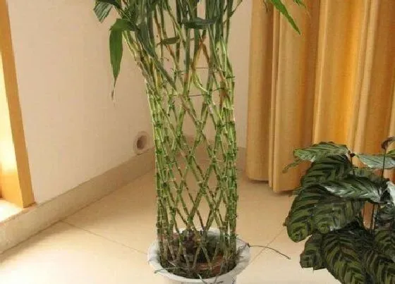 植物百科|富贵竹的繁殖方法