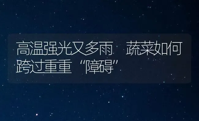 高温强光又多雨 蔬菜如何跨过重重“障碍” | 蔬菜种植