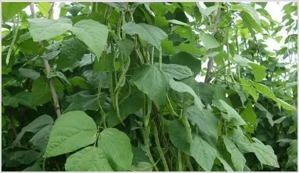 种植四季豆如何育苗？看完本文一清二楚！ | 农业科普