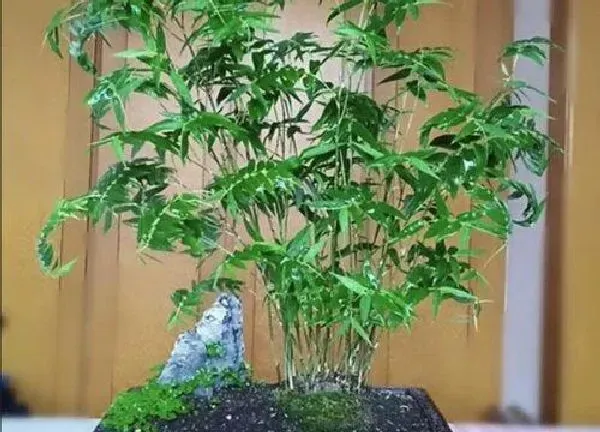 养殖方法|米竹怎么养殖才能更旺盛