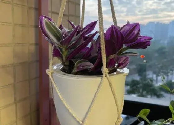 花语|多肉的花语及代表意义