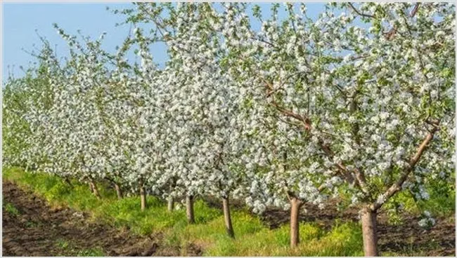 苹果花后怎么管理 | 耕种资料