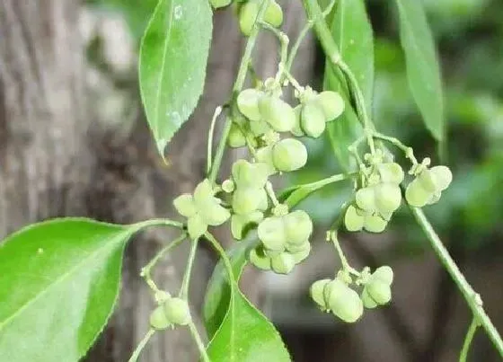 植物百科|白杜树值钱吗