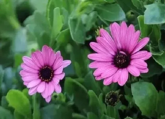 植物修剪|南非万寿菊怎么修剪 修剪方法与时间