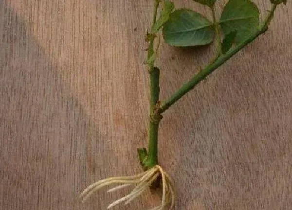 植物扦插|柿子树可以扦插吗