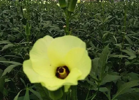 果实科普|秋葵多久开花结果