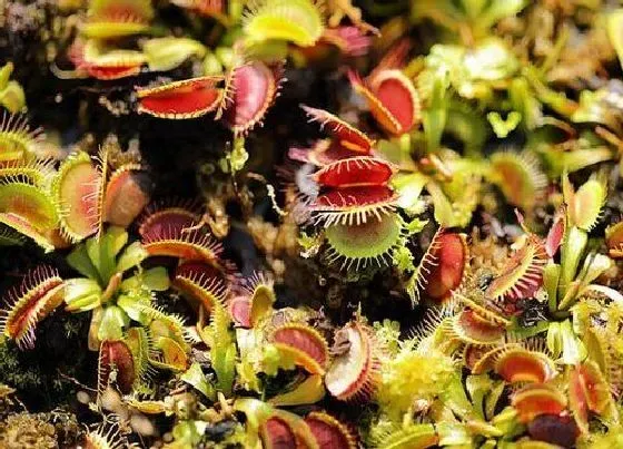 种植管理|捕蝇草什么季节种植好