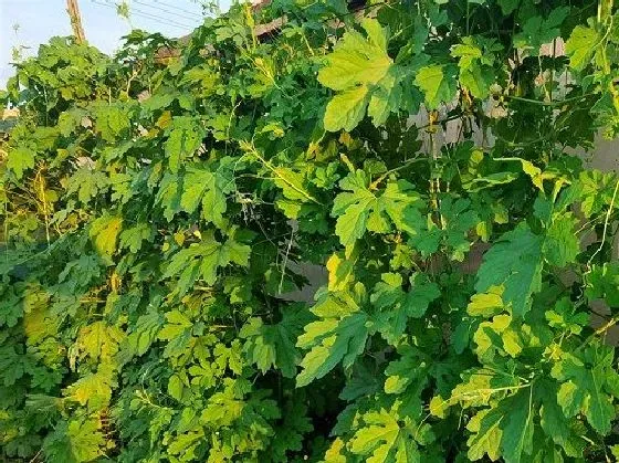 植物虫害|苦瓜病虫害防治技术 常见防治方法与措施