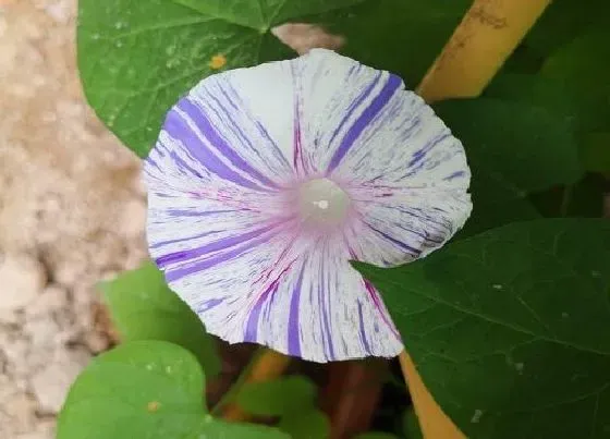 摆放风水|家里种牵牛花好不好