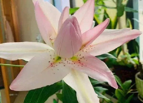 植物浇水|鸡蛋清适合浇什么花