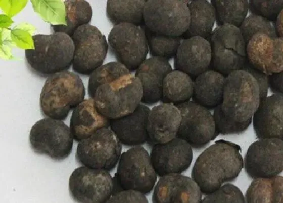 种植育种|棕榈树种子什么时候种植最好