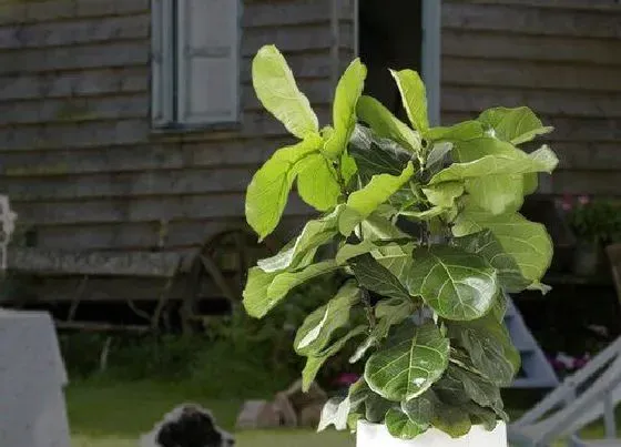 植物病害|琴叶榕炭疽病的发病原因与治疗方法