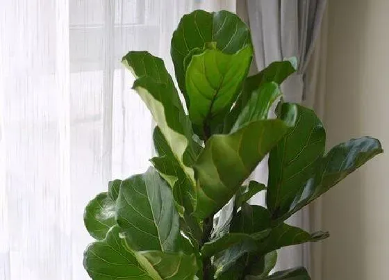 冬天植物|琴叶榕耐寒吗