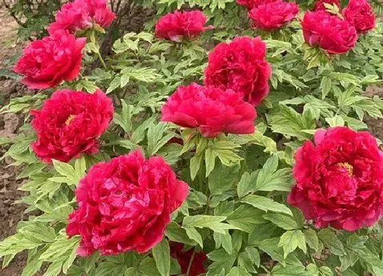 冬天植物|牡丹冬天会冻死吗