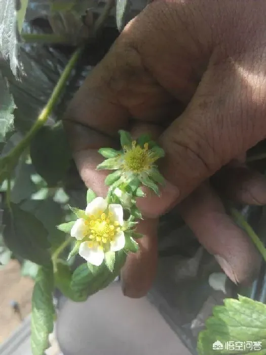 植物虫害|草莓蓟马虫害症状与防治方法（被蓟马危害叶子打农药处理）